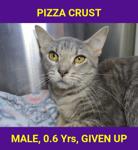 PIZZA CRUST